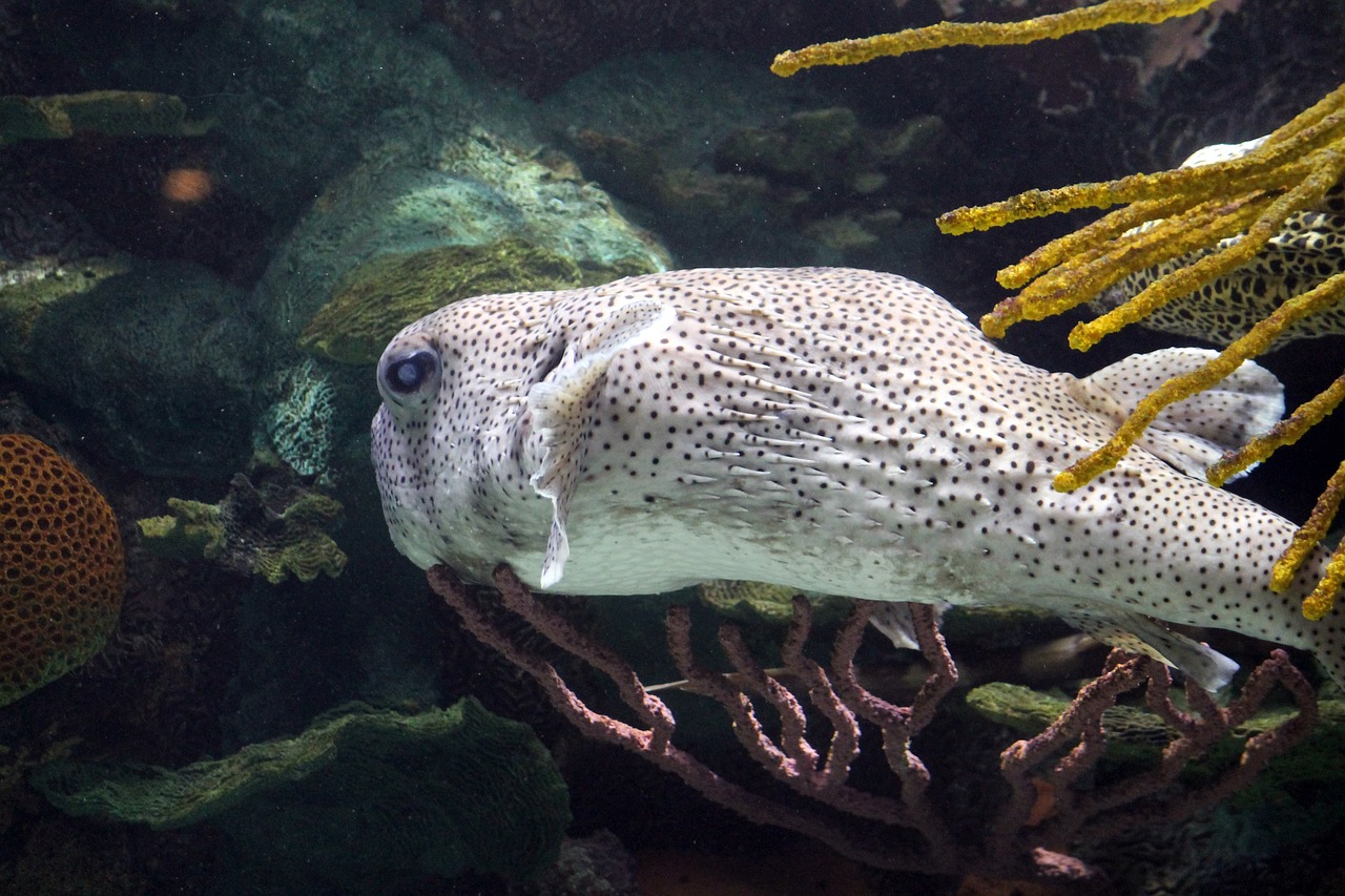 微生物研究最新进展及其对人类健康与生态的影响探索